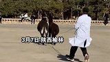 陕西榆林：兽医专业学生校园内狂追受惊毛驴