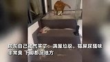 2名女租客突然退租不要押金，房东开门瞬间吐了：遍地猫屎猫尿
