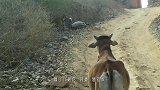 老虎趴在地上伏击猎物，以为是羊，走进看清后，转身就跑！