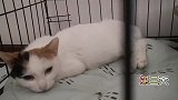 小猫患重病，经过一周的治疗后，情况逐渐好转