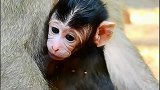 刚出生几天的小猴子太可爱了，好呆萌的样子萌化了
