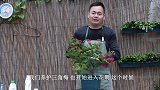 入夏前给三角梅浇点它，不开花都难