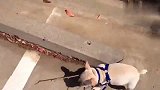 天晴了，斗牛犬狗狗出来遛弯，可开心了