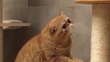 猫：这个座位是我的，你给我下去！