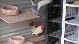 公鸡大战鸽子，竟打不过鸽子被鸽子打吊打