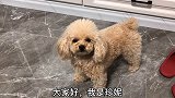 珍妮狗宝好无奈，妈妈和它抢玩具抢吃的，爸爸就教它一些没用的！