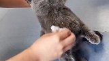 猫：别喂我了，这东西真难吃！