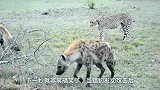 两只鬣狗遭遇凶猛的猎豹，大战一触即发，下一秒憋住别笑