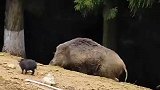 野猪来找我家猪约会，被我表妹撞见了，这还是我表妹第一次看野猪