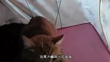 带十三只猫搬家，住进空置三年的婚房