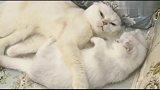 两只小猫唠嗑萌萌的，它们的举动让人嫉妒