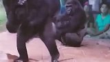 这猩猩都是工作人员扮演的吧