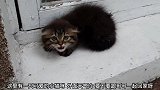 可怜兮兮的小猫咪趴在窗外边炸毛不让人靠近