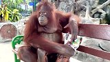 动物园里的一只猩猩，舒舒服服的坐在长凳上，吃着美味的食物！
