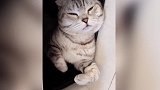 猫咪怎么躺在这里啊，看着大大的脸庞，真是想笑啊！