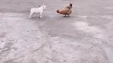 狗子：这鸡怎么回事，怎么还一动不动的！