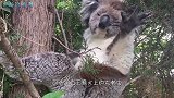 考拉打架输了的样子真萌，举手投降，坐在地上哇哇大哭