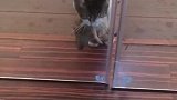 猫：铲屎的快开门，我逮了一只老鼠给你！