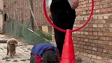 这是什么操作吖，教狗狗跳圈原来是这样的