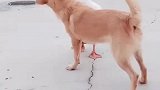鹅：打架归打架，别咬我脖子啊！