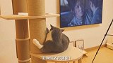 1300给猫咪买了豪华猫爬架，现场组装，猫咪们开心疯了！