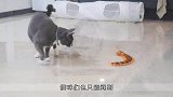猫咪看到玩具蜈蚣王时，被吓得开始怀疑猫生，接下来反应太逗了！