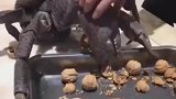 男子用梭子蟹帮忙开核桃