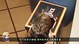 网友测试猫趴可以有多扁，看到最后快被萌死了，镜头记录全程