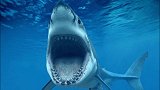 全世界最孤独的鲨鱼，目前已经512岁了，眼睛都退化了