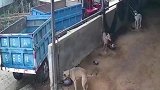 以为是大叔偷狗，没想到这波操作