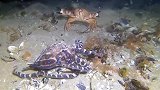 澳大利亚：潜水员拍到蓝环章鱼和螃蟹在水下致命打斗