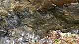 土拨鼠被金雕妈妈拔光毛，醒来后却拿小金雕出气，小金雕慌了神