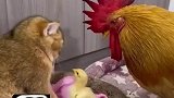 猫咪偷了一窝小鸡