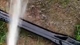 就没见到过一个见了水枪不兴奋的狗子罗威纳犬也不例外