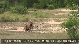 身患重病的雄狮巡逻领地，兄弟负责留守，保护狮群