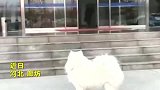 狗狗的牵挂！萨摩耶接主人下班，远远看到主人就跑上前求抱抱！