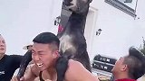 史上最难缠的驴，绝无第二只