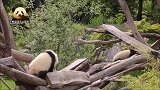 精力旺盛的熊猫宝宝梦圆和梦想，时刻准备打一场萌架，好可爱