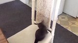 小猫咪自己太无聊了，自己在板凳上玩耍，可别把它弄倒了啊！