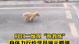 科目二惊现狗教练，身体力行给学员演示要领