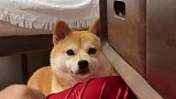 番茄：我的眼睛好累！你到底给不给我吃嘛柴犬小番茄