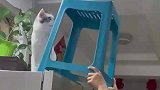 天花板有虫子，派小猫上去抓