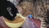挖掘机式干饭，鲁莽中带着点礼貌，黑猫没吃过饭