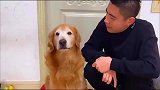 小奶狗太聪明了, 病好了还知道叫铲屎官拍个视频告诉大家