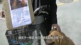 金毛随七旬老人街头“寻子”，不吃不喝一度累趴