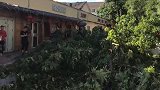 北京大风有多猛？ 大树被刮倒房屋外墙被刮掉后海卷起层层浪