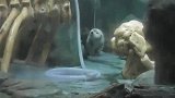 初到水族馆的小海獭满脸不知所措，让人心疼太可爱了