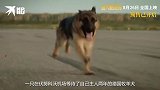 电影《忠犬帕尔玛》上映 实力派狗狗征服大银幕