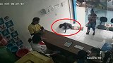 巴西：一只受伤流浪狗主动进宠物医院求助