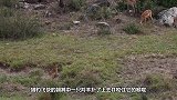 豹子想要偷袭野猪，结果小瞧了野猪的实力，吓得直接抱树！